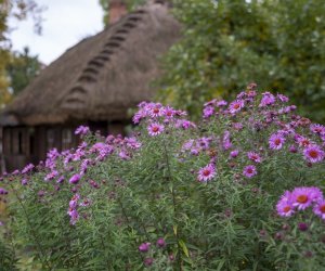 NIECOdziennik muzealny - Wieś w październiku NIECOdziennik muzealny - Wieś w październiku