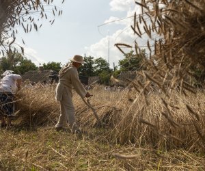 XXIII Podlaskie Święto Chleba - fotorelacja XXIII Podlaskie Święto Chleba - fotorelacja