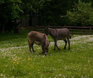 Początek wiosny w Muzeum Rolnictwa im. ks. K. Kluka w Ciechanowcu to czas dla zwierząt. Początek wiosny w Muzeum Rolnictwa im. ks. K. Kluka w Ciechanowcu to czas dla zwierząt.