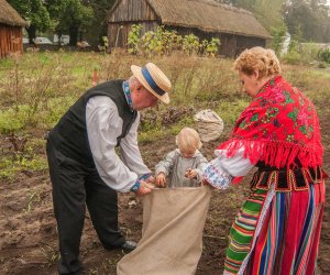 Wykopki w Skansenie 2013 Wykopki w Skansenie 2013