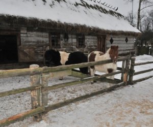 Szopka bożonarodzeniowa