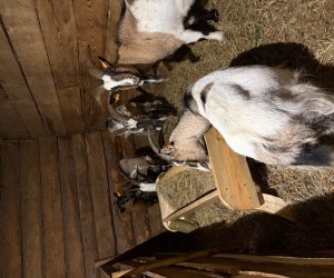 Szopka bożonarodzeniowa 2025