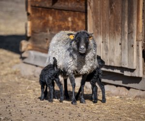 NIECOdziennik Muzealny - Mieszkańcy muzeum – owca wrzosówka NIECOdziennik Muzealny - Mieszkańcy muzeum – owca wrzosówka
