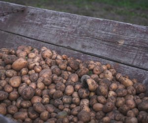 Niecodziennik muzealny - Uprawa ziemniaków w Polsce w XVIII i pierwszych dekadach XIX wieku. Niecodziennik muzealny - Uprawa ziemniaków w Polsce w XVIII i pierwszych dekadach XIX wieku.