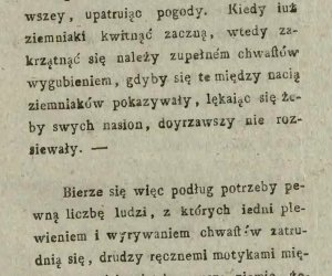 Niecodziennik muzealny - Uprawa ziemniaków w Polsce w XVIII i pierwszych dekadach XIX wieku. Niecodziennik muzealny - Uprawa ziemniaków w Polsce w XVIII i pierwszych dekadach XIX wieku.