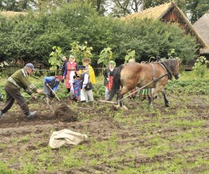 Wykopki w skansenie podsumowanie, fotorelacja. Wykopki w skansenie podsumowanie, fotorelacja.