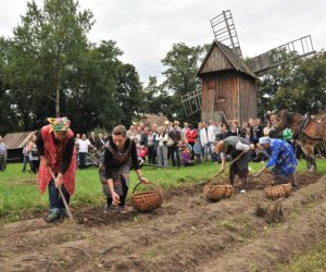 Wykopki w Skansenie Wykopki w Skansenie