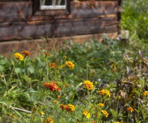 NIECOdziennik muzealny - Wieś w październiku NIECOdziennik muzealny - Wieś w październiku