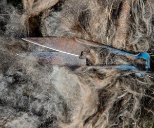 NIECOdziennik muzealny – Strzyżenie owiec NIECOdziennik muzealny – Strzyżenie owiec