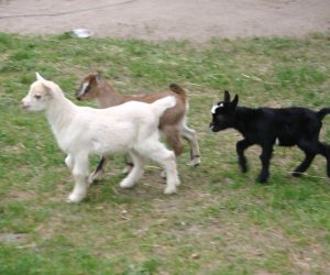 Początek wiosny w Muzeum Rolnictwa im. ks. K. Kluka w Ciechanowcu to czas dla zwierząt. Początek wiosny w Muzeum Rolnictwa im. ks. K. Kluka w Ciechanowcu to czas dla zwierząt.