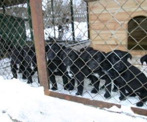 Muzeum odda w dobre ręce 8 pięknych 2 miesięcznych szczeniąt.