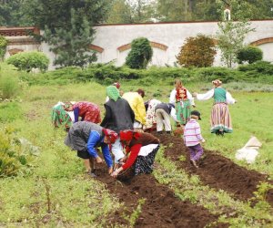 Wykopki w skansenie podsumowanie, fotorelacja. Wykopki w skansenie podsumowanie, fotorelacja.