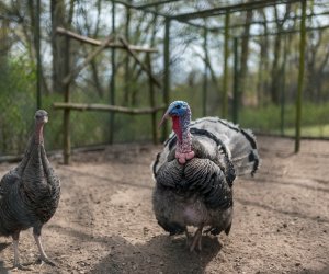 Codziennik Muzealny - Wiosna w ciechanowieckim muzeum Codziennik Muzealny - Wiosna w ciechanowieckim muzeum