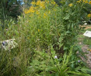 Czarcikęsik Kluka już kwitnie ! Czarcikęsik Kluka już kwitnie !