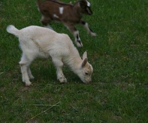 Początek wiosny w Muzeum Rolnictwa im. ks. K. Kluka w Ciechanowcu to czas dla zwierząt. Początek wiosny w Muzeum Rolnictwa im. ks. K. Kluka w Ciechanowcu to czas dla zwierząt.