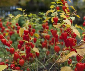 NIECOdziennik muzealny - Wieś w październiku NIECOdziennik muzealny - Wieś w październiku