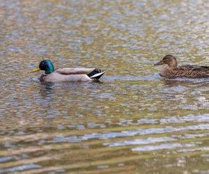 „Na świętego Wojciecha pierwsza wiosny pociecha” „Na świętego Wojciecha pierwsza wiosny pociecha”