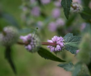 Niecodziennik Muzealny - Roślinna sztuka manipulacji, czyli kilka słów o zapylaniu Niecodziennik Muzealny - Roślinna sztuka manipulacji, czyli kilka słów o zapylaniu