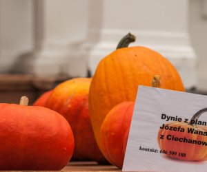 Wykopki w Skansenie 2013 Wykopki w Skansenie 2013