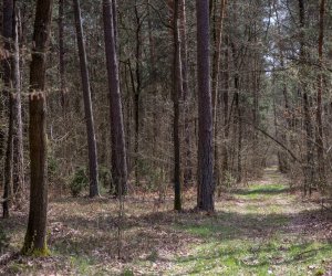 Codziennik Muzealny - Lasy - dobro wspólne. Refleksja niecodzienna ... Codziennik Muzealny - Lasy - dobro wspólne. Refleksja niecodzienna ...