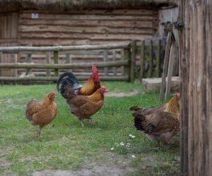 Codziennik Muzealny - Wiosna w ciechanowieckim muzeum Codziennik Muzealny - Wiosna w ciechanowieckim muzeum
