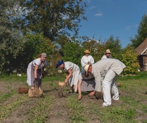 Niecodziennik muzealny - Uprawa ziemniaków w Polsce w XVIII i pierwszych dekadach XIX wieku. Niecodziennik muzealny - Uprawa ziemniaków w Polsce w XVIII i pierwszych dekadach XIX wieku.