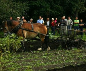 Wykopki w skansenie 2009