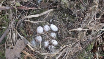 Zimowe Ptakoliczenie 2016