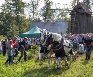 „Jesień w polu i zagrodzie” 2023 r. - fotorelacja i podsumowanie „Jesień w polu i zagrodzie” 2023 r. - fotorelacja i podsumowanie