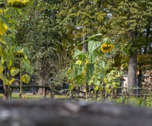 NIECOdziennik muzealny - Wieś w październiku NIECOdziennik muzealny - Wieś w październiku