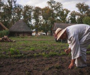 Niecodziennik muzealny - Uprawa ziemniaków w Polsce w XVIII i pierwszych dekadach XIX wieku. Niecodziennik muzealny - Uprawa ziemniaków w Polsce w XVIII i pierwszych dekadach XIX wieku.