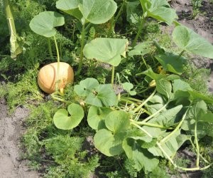 "Kwitnące Tradycje" "Kwitnące Tradycje"