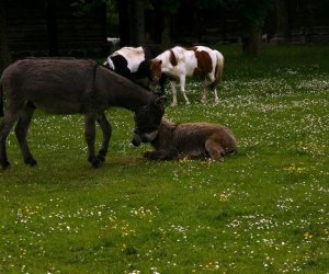 Początek wiosny w Muzeum Rolnictwa im. ks. K. Kluka w Ciechanowcu to czas dla zwierząt. Początek wiosny w Muzeum Rolnictwa im. ks. K. Kluka w Ciechanowcu to czas dla zwierząt.