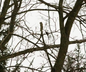 Zimowe Ptakoliczenie 2017 Zimowe Ptakoliczenie 2017