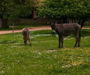 Początek wiosny w Muzeum Rolnictwa im. ks. K. Kluka w Ciechanowcu to czas dla zwierząt. Początek wiosny w Muzeum Rolnictwa im. ks. K. Kluka w Ciechanowcu to czas dla zwierząt.
