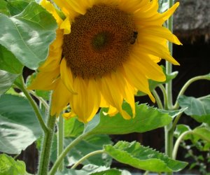 Niecodziennik Muzealny - Roślinna sztuka manipulacji, czyli kilka słów o zapylaniu Niecodziennik Muzealny - Roślinna sztuka manipulacji, czyli kilka słów o zapylaniu