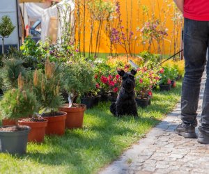 Jarmark św. Wojciecha 2024 - fotorelacja Jarmark św. Wojciecha 2024 - fotorelacja