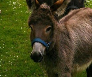 Początek wiosny w Muzeum Rolnictwa im. ks. K. Kluka w Ciechanowcu to czas dla zwierząt. Początek wiosny w Muzeum Rolnictwa im. ks. K. Kluka w Ciechanowcu to czas dla zwierząt.