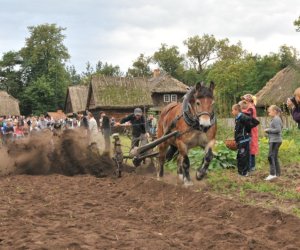 Wykopki w Skansenie Wykopki w Skansenie
