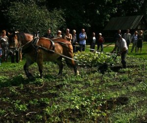 Wykopki w skansenie 2009