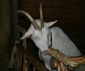 Szopka Bożonarodzeniowa