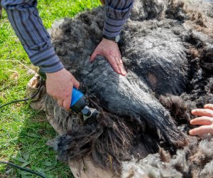 NIECOdziennik muzealny – Strzyżenie owiec NIECOdziennik muzealny – Strzyżenie owiec