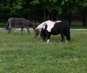 Początek wiosny w Muzeum Rolnictwa im. ks. K. Kluka w Ciechanowcu to czas dla zwierząt. Początek wiosny w Muzeum Rolnictwa im. ks. K. Kluka w Ciechanowcu to czas dla zwierząt.