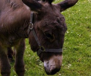 Początek wiosny w Muzeum Rolnictwa im. ks. K. Kluka w Ciechanowcu to czas dla zwierząt. Początek wiosny w Muzeum Rolnictwa im. ks. K. Kluka w Ciechanowcu to czas dla zwierząt.