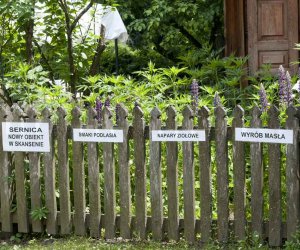 Odpust na św. Antoniego Odpust na św. Antoniego