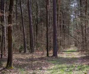 Codziennik Muzealny - Lasy - dobro wspólne. Refleksja niecodzienna ... Codziennik Muzealny - Lasy - dobro wspólne. Refleksja niecodzienna ...