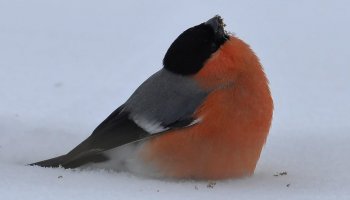 Zimowe Ptakoliczenie