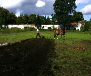 Wykopki w skansenie 2009