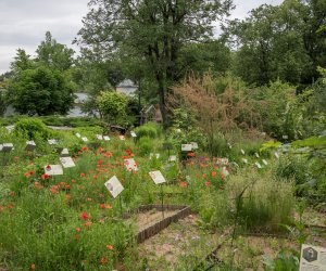 Niecodziennik Muzealny - Roślinna sztuka manipulacji, czyli kilka słów o zapylaniu Niecodziennik Muzealny - Roślinna sztuka manipulacji, czyli kilka słów o zapylaniu