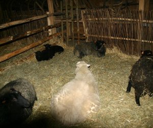 Szopka Bożonarodzeniowa